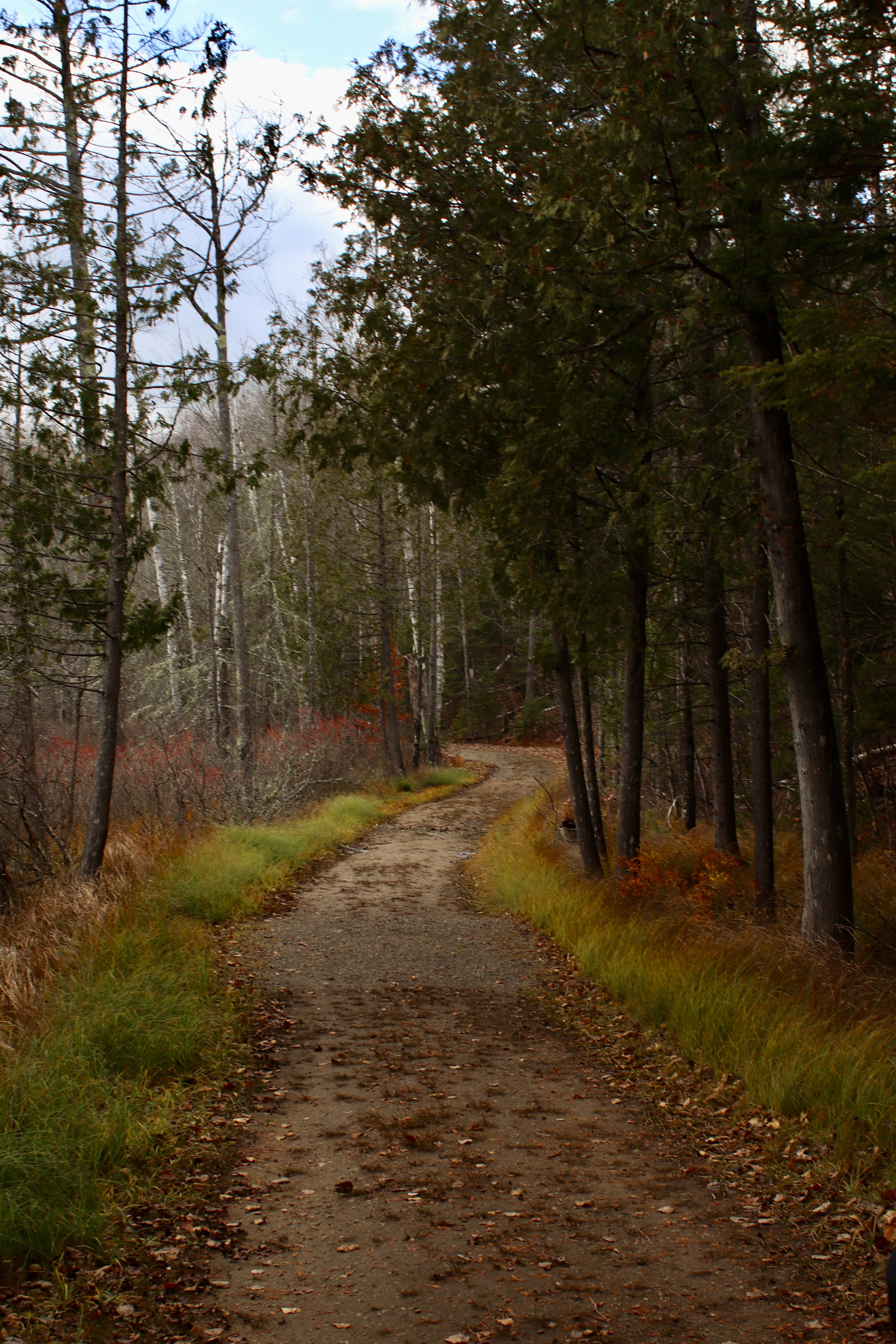 Balade en foret