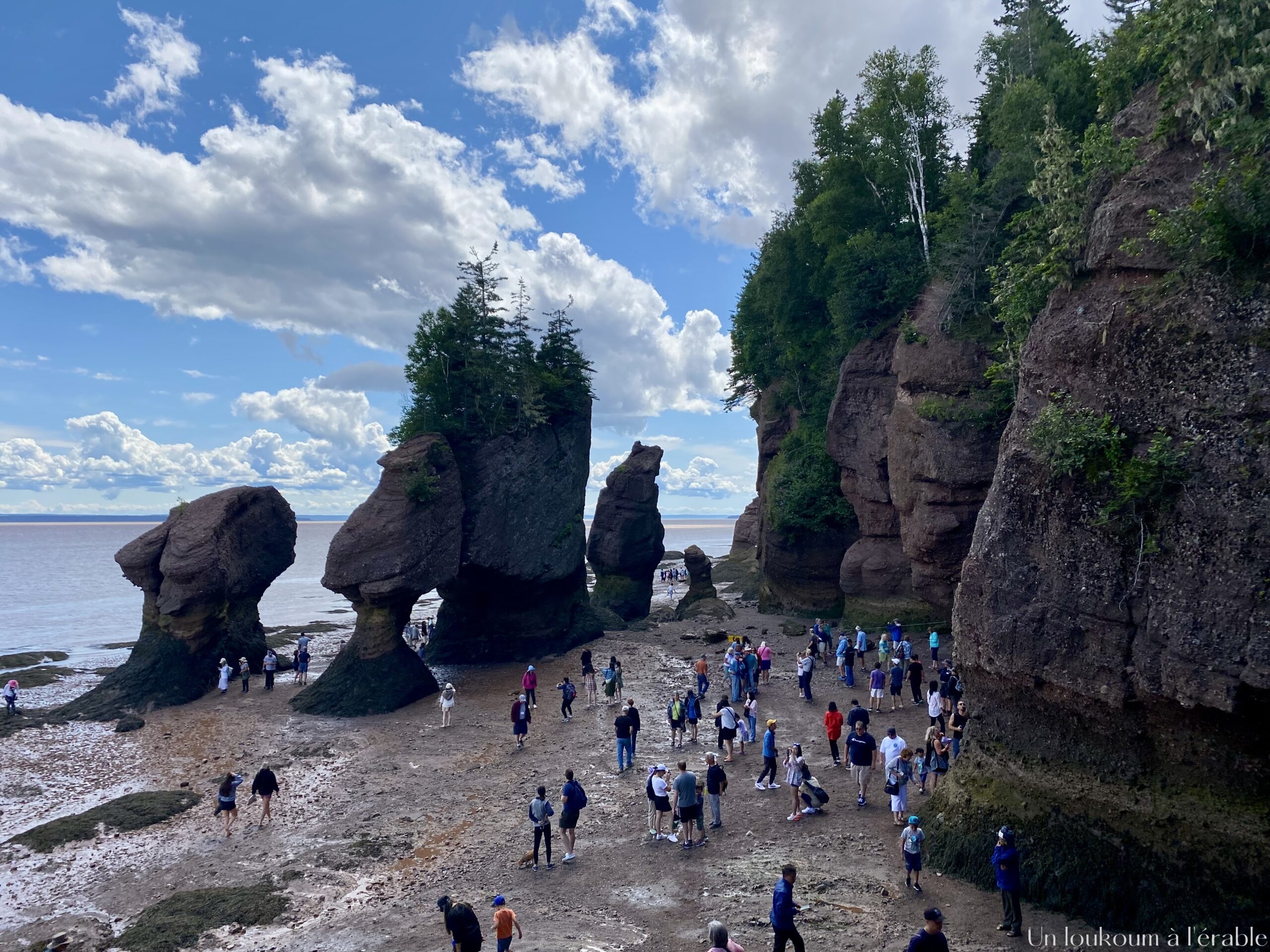vue des rochers Hopewell à marée basse
